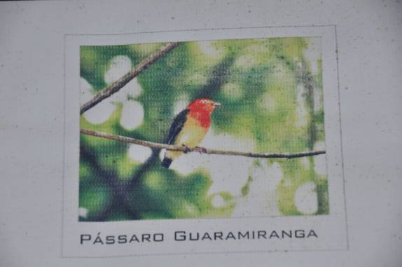 Pássaro que dá nome à Guaramiranga, na Serra do Baturité - CE